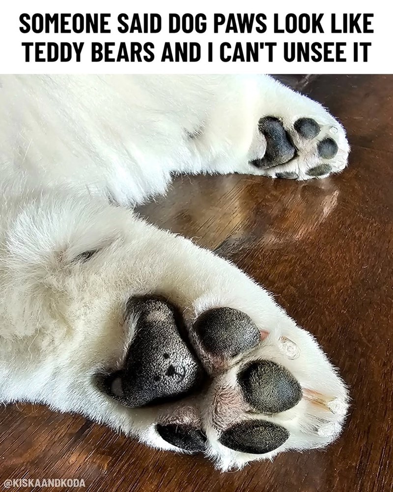 SOMEONE SAID DOG PAWS LOOK LIKE TEDDY BEARS AND I CAN'T UNSEE IT @KISKAANDKODA