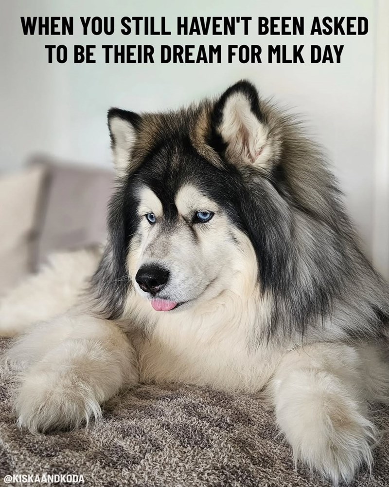 WHEN YOU STILL HAVEN'T BEEN ASKED TO BE THEIR DREAM FOR MLK DAY @KISKAANDKODA