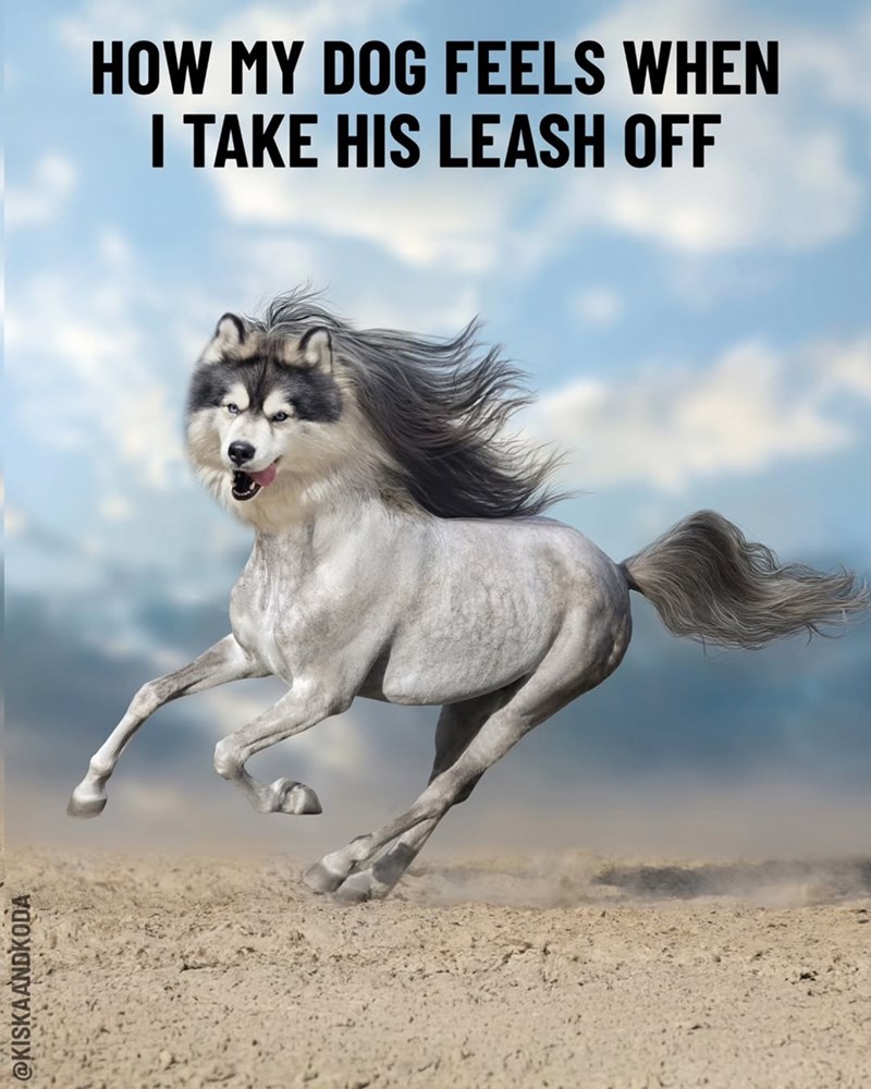 @KISKAANDKODA HOW MY DOG FEELS WHEN I TAKE HIS LEASH OFF