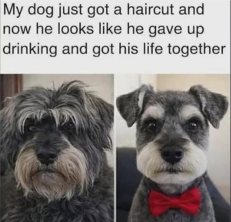 My dog just got a haircut and now he looks like he gave up drinking and got his life together