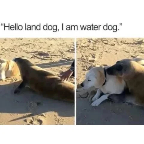 "Hello land dog, I am water dog."