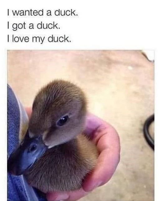 I wanted a duck. I got a duck. I love my duck.