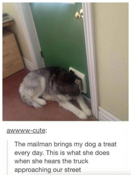 awwww-cute: The mailman brings my dog a treat every day. This is what she does when she hears the truck approaching our street