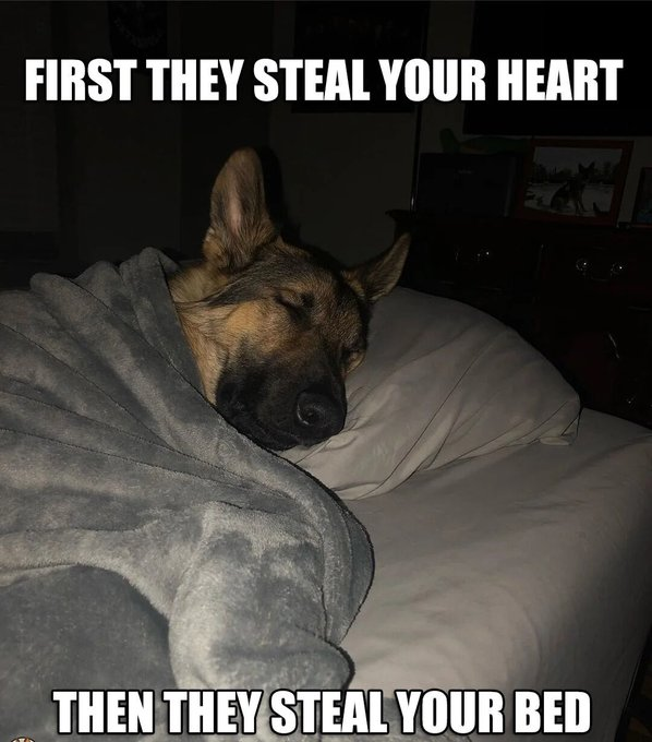 FIRST THEY STEAL YOUR HEART THEN THEY STEAL YOUR BED