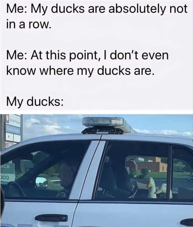 Me: My ducks are absolutely not in a row. Me: At this point, I don't even know where my ducks are. My ducks: RCE 000