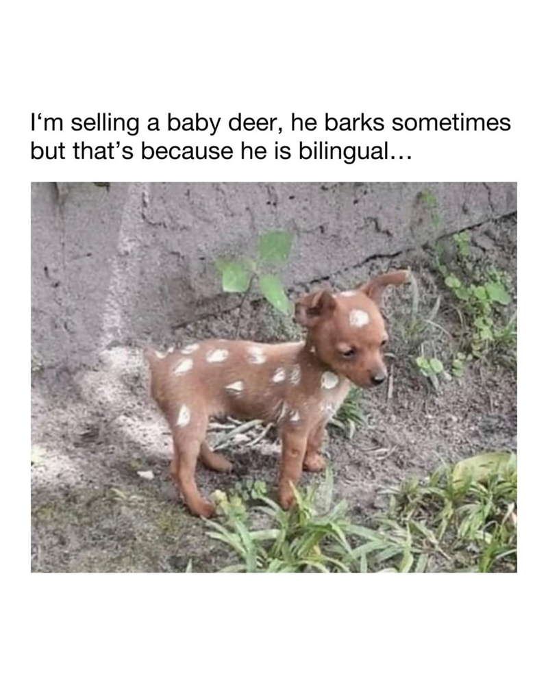I'm selling a baby deer, he barks sometimes but that's because he is bilingual...