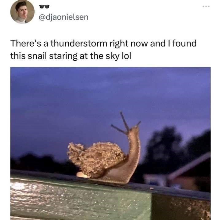 @djaonielsen There's a thunderstorm right now and I found this snail staring at the sky lol