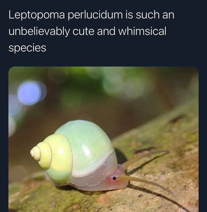 Leptopoma perlucidum is such an unbelievably cute and whimsical species