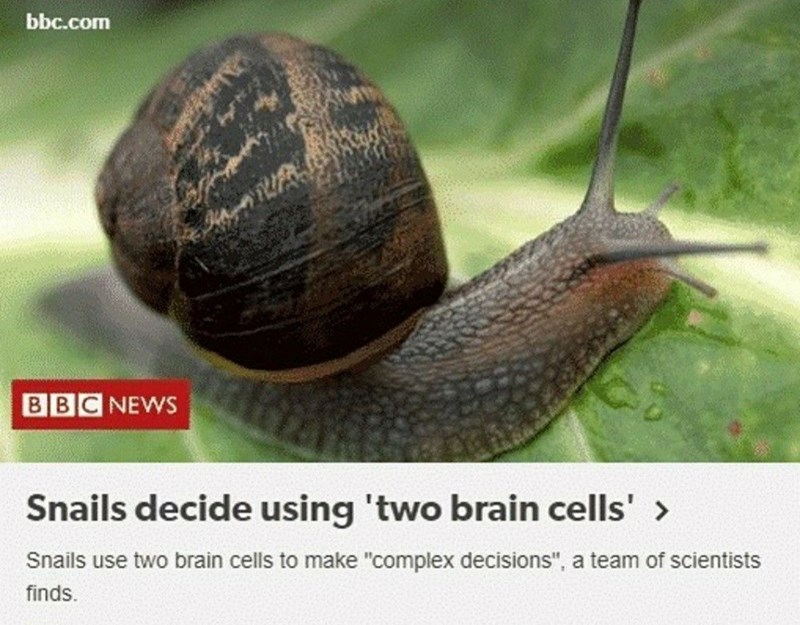 bbc.com BBC NEWS Snails decide using 'two brain cells' > Snails use two brain cells to make "complex decisions", a team of scientists finds.