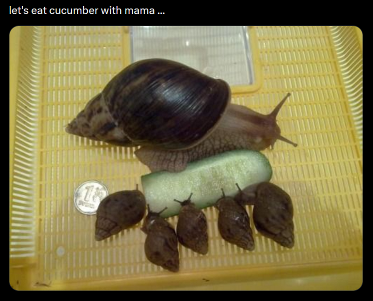 let's eat cucumber with mama ... 18