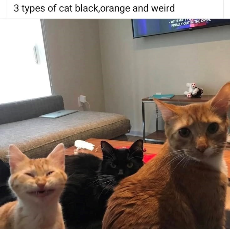 3 types of cat black,orange and weird -WITH MATT FINALLY OUT IN THE OPEN