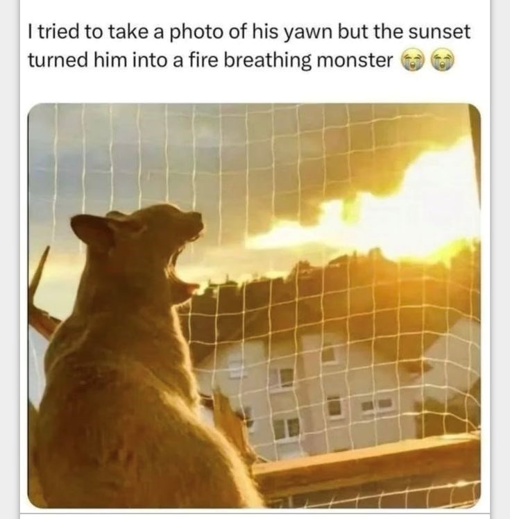 I tried to take a photo of his yawn but the sunset turned him into a fire breathing monster