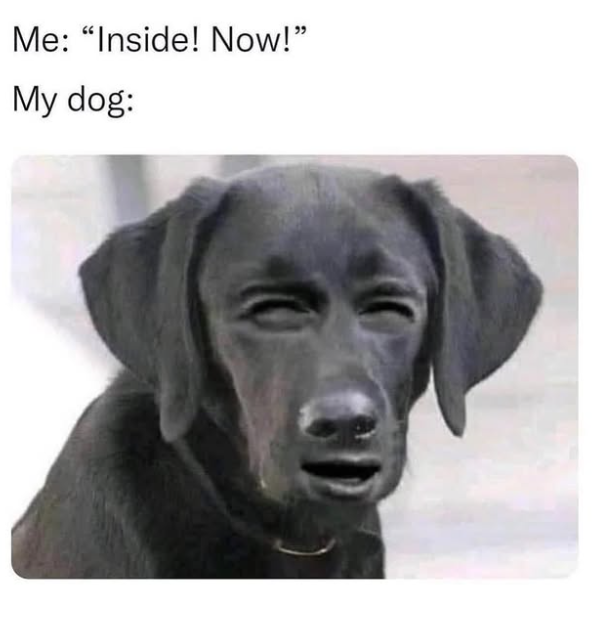 Me: "Inside! Now!" My dog:
