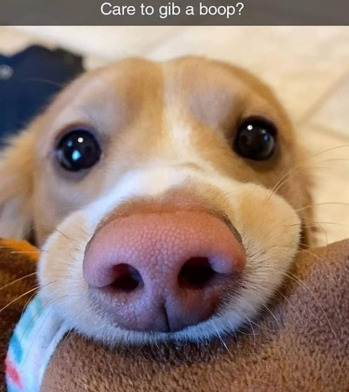 Care to gib a boop?