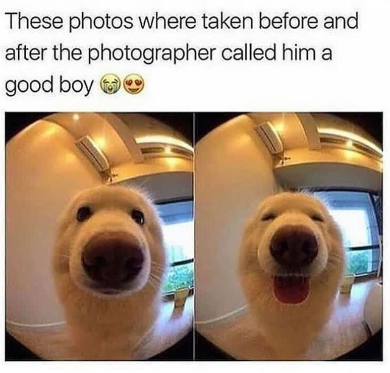 These photos where taken before and after the photographer called him a good boy