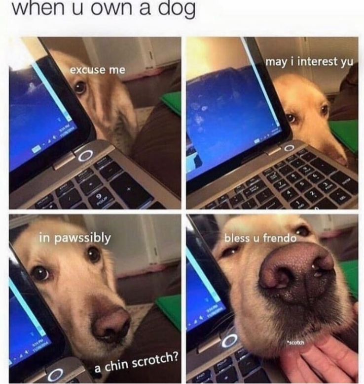 when u own a dog SHA excuse me POUP in pawssibly O a chin scrotch? may i interest yu bless u frendo scotch