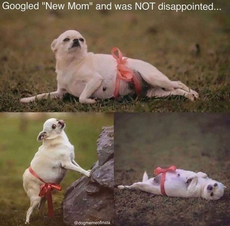 Googled "New Mom" and was NOT disappointed... @dogmemeofinsta