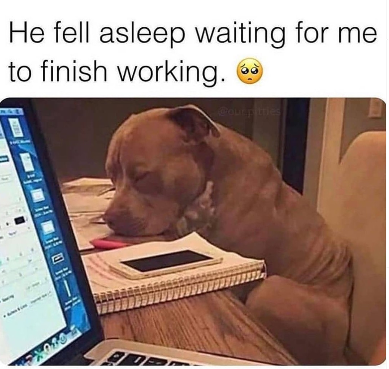 He fell asleep waiting for me to finish working. @our pitties