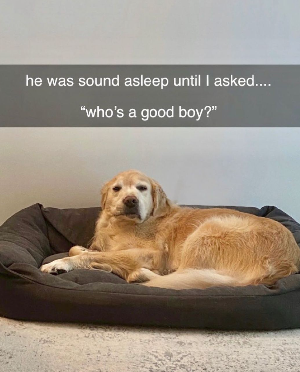 he was sound asleep until I asked.... "who's a good boy?"