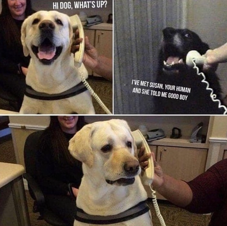 HI DOG, WHAT'S UP? I'VE MET SUSAN, YOUR HUMAN AND SHE TOLD ME GOOD BOY
