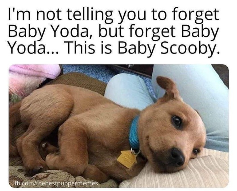 I'm not telling you to forget Baby Yoda, but forget Baby Yoda... This is Baby Scooby. fb.com/thebestpuppermemes How
