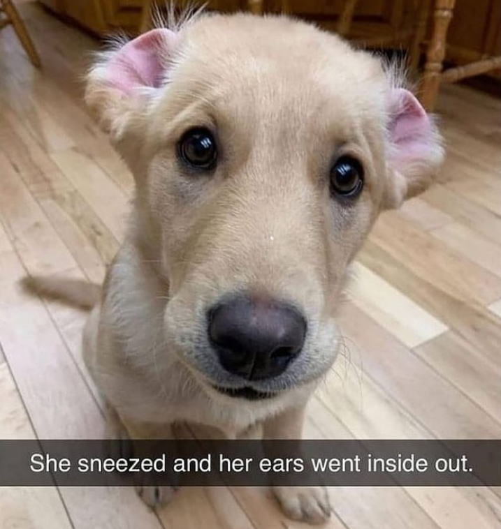 She sneezed and her ears went inside out.