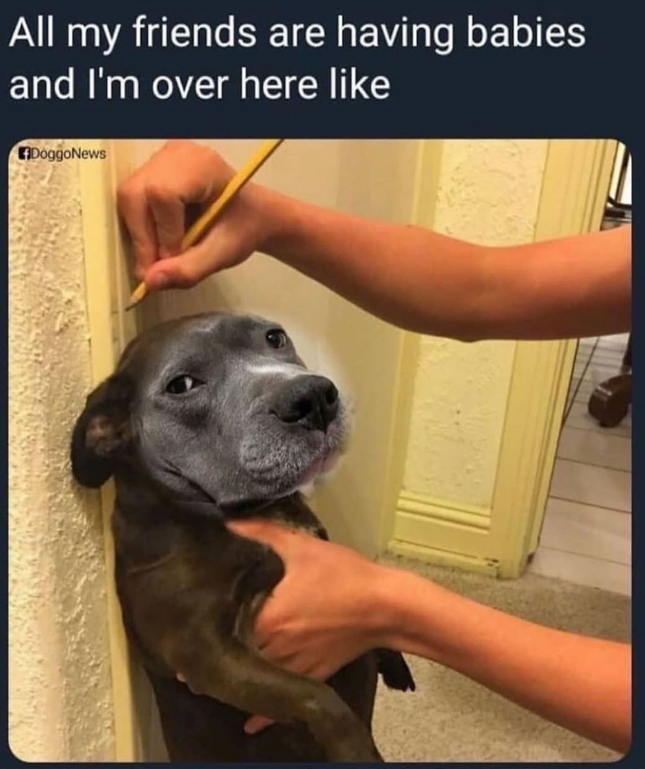 All my friends are having babies and I'm over here like DoggoNews