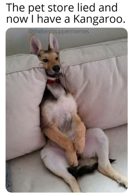 The pet store lied and now I have a Kangaroo. @thebestpuppermemes