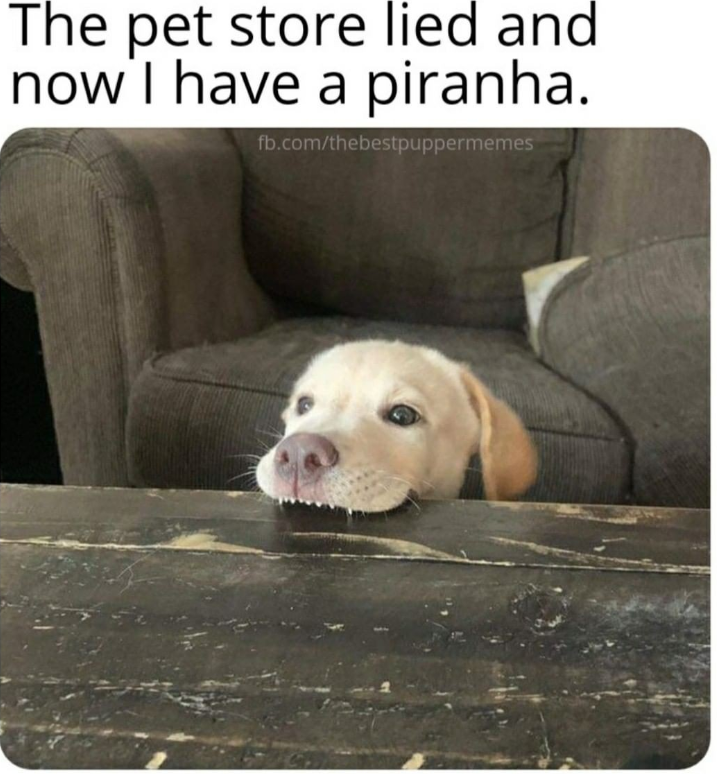The pet store lied and now I have a piranha. fb.com/thebestpuppermemes