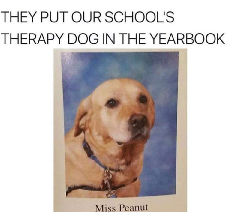 THEY PUT OUR SCHOOL'S THERAPY DOG IN THE YEARBOOK Miss Peanut
