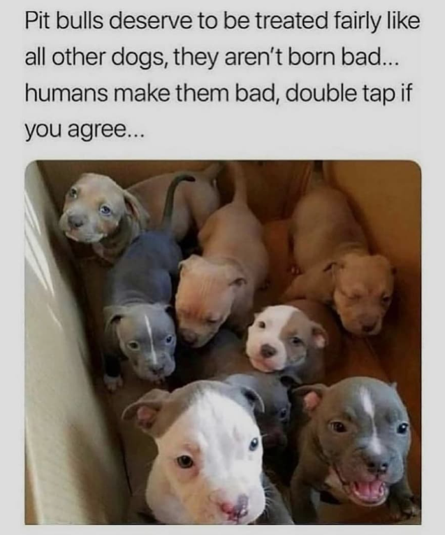 Pit bulls deserve to be treated fairly like all other dogs, they aren't born bad... humans make them bad, double tap if you agree...