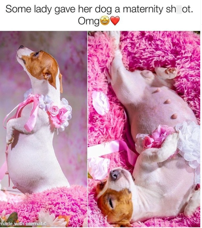 Some lady gave her dog a maternity shoot. Omg�♥ made with mematic