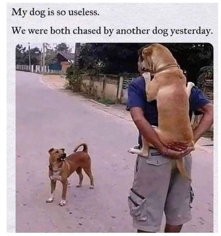 My dog is so useless. We were both chased by another dog yesterday.