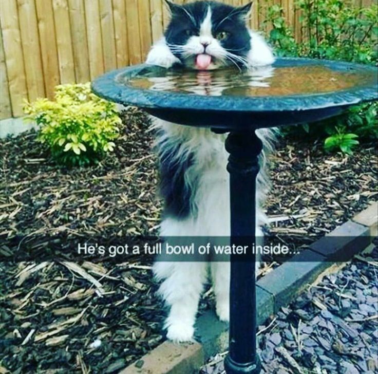 He's got a full bowl of water inside...