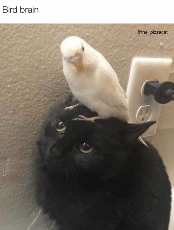 Bird brain @the_pizzacat