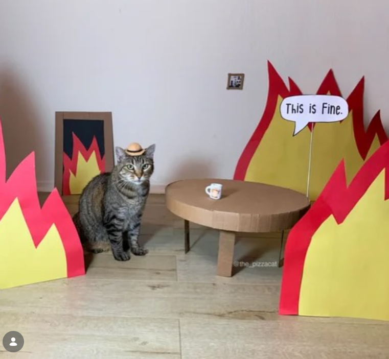 the pizzacat This is Fine.