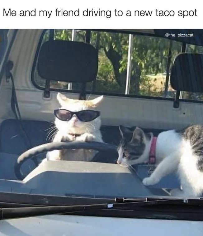 Me and my friend driving to a new taco spot NO @the_pizzacat
