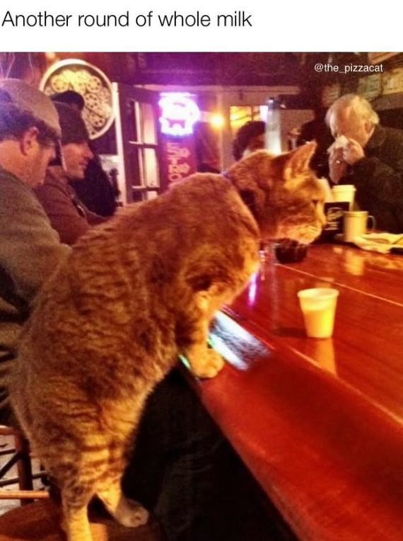 Another round of whole milk -20 @the_pizzacat