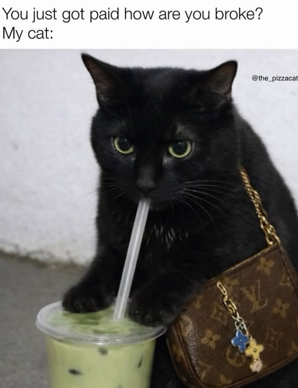 You just got paid how are you broke? My cat: @the_pizzacat