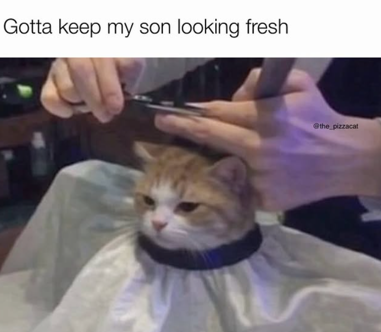 Gotta keep my son looking fresh @the_pizzacat