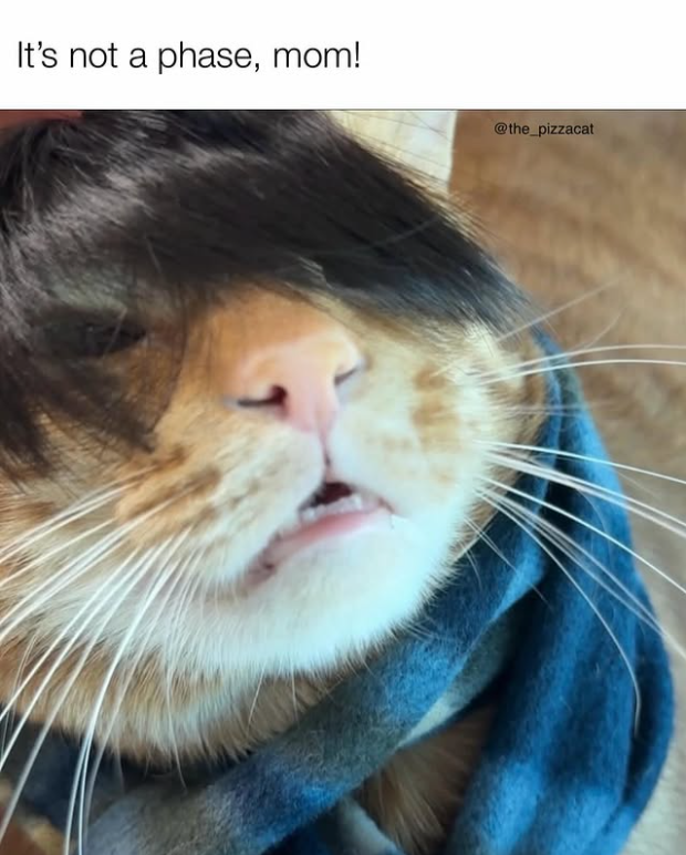 It's not a phase, mom! @the_pizzacat