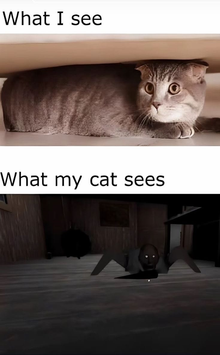 What I see What my cat sees