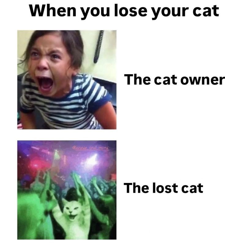 When you lose your cat Ovinnie and mimi The cat owner The lost cat