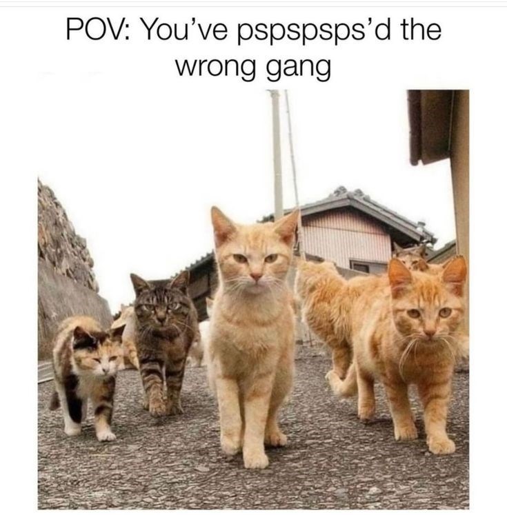 POV: You've pspspsps'd the wrong gang