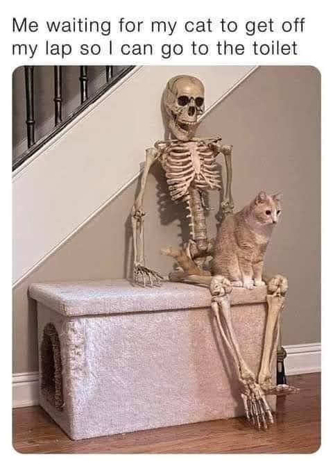 Me waiting for my cat to get off my lap so I can go to the toilet
