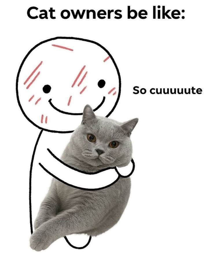 Cat owners be like: So cuuuuute