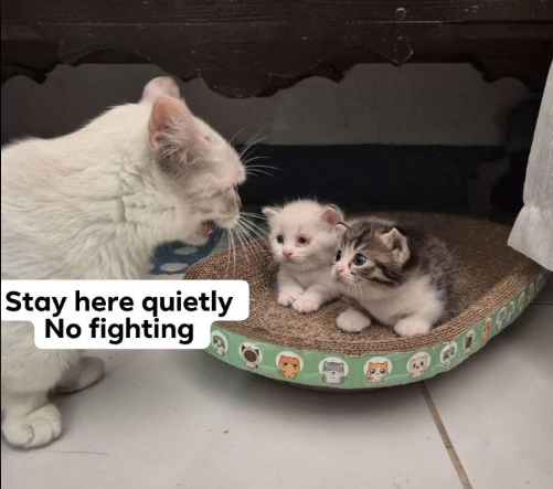 Stay here quietly No fighting