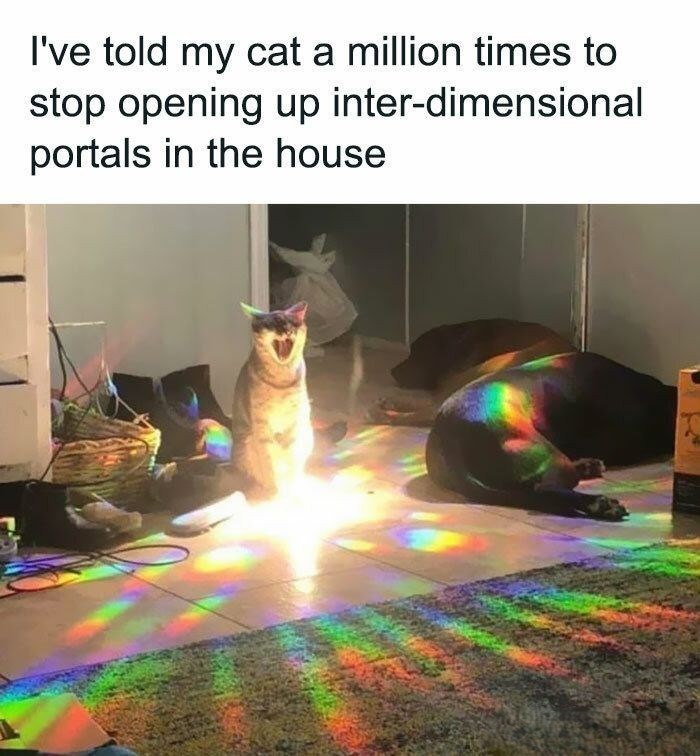 I've told my cat a million times to stop opening up inter-dimensional portals in the house