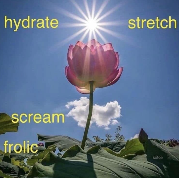 hydrate stretch scream frolic sotce