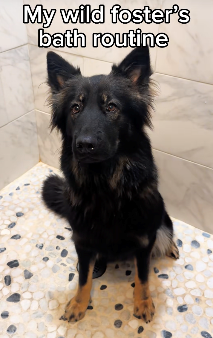 My wild foster's bath routine